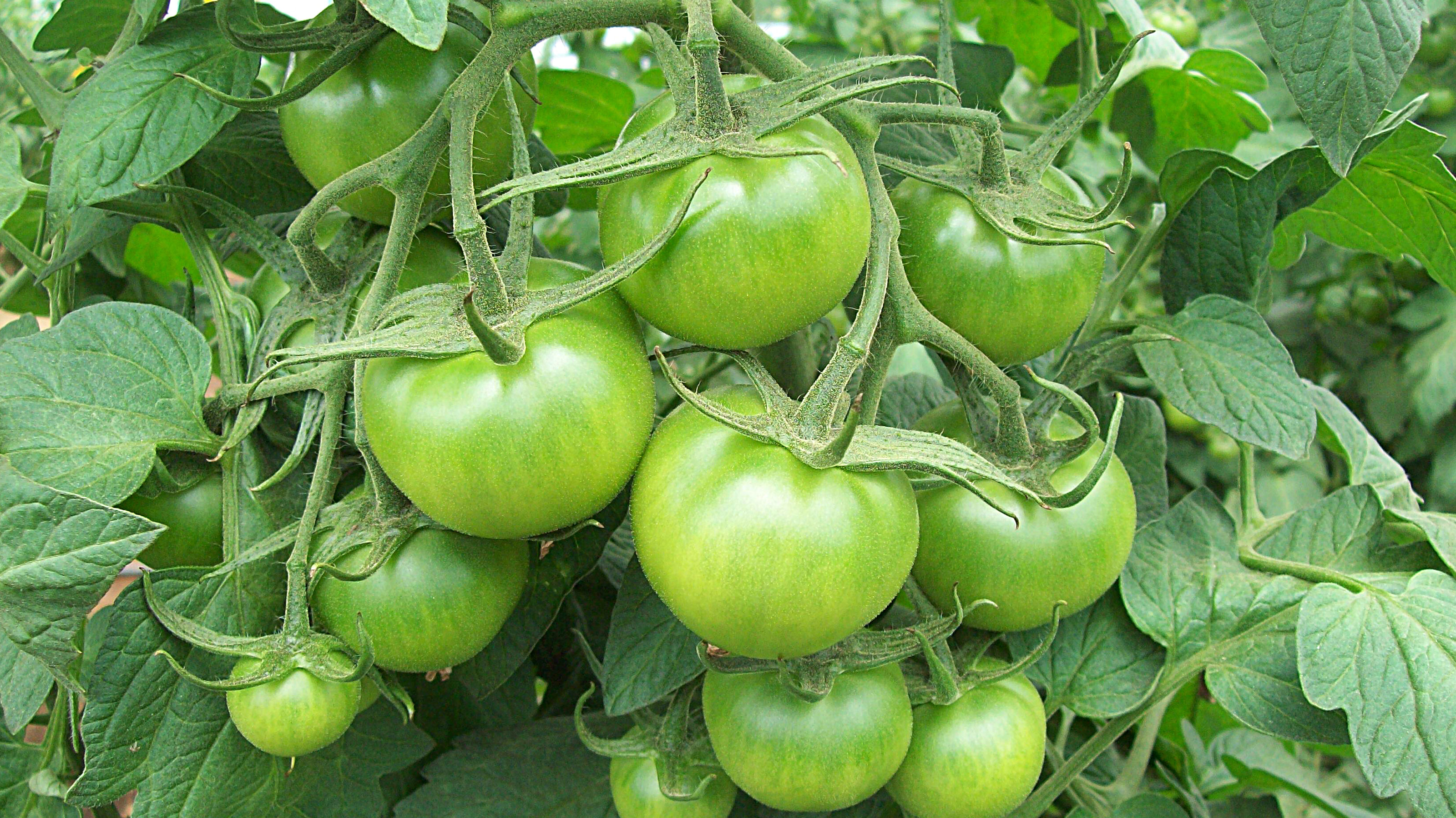 Green Tomatoes Hanging on Vine